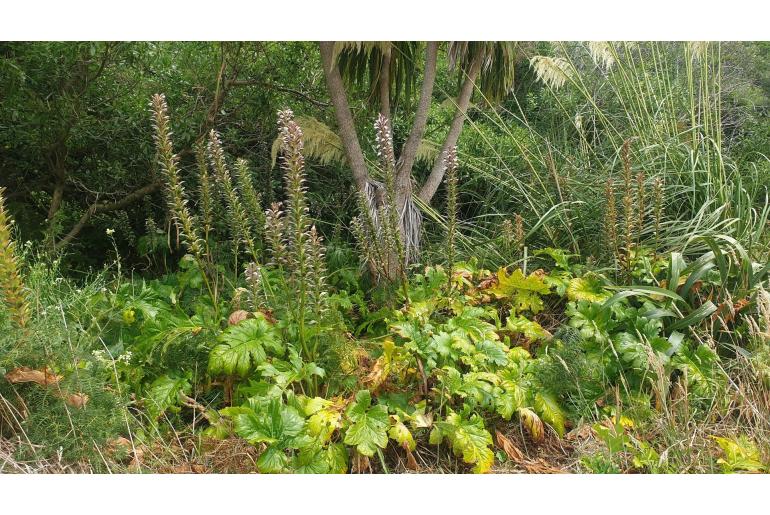 Acanthus mollis Acanthus mollis -22007