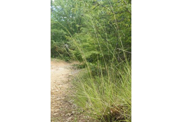 Kortkorrelig vedergras Kortkorrelig vedergras