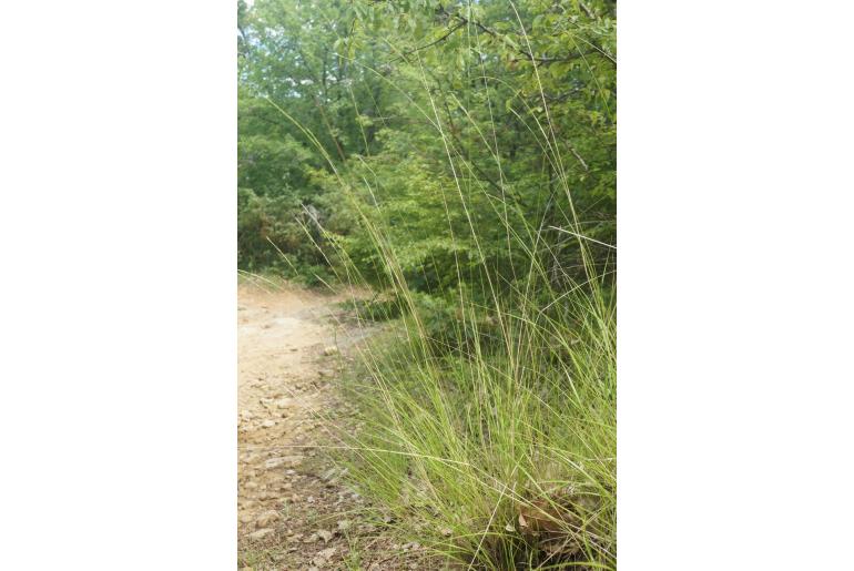 Achnatherum bromoides Achnatherum bromoides -22921