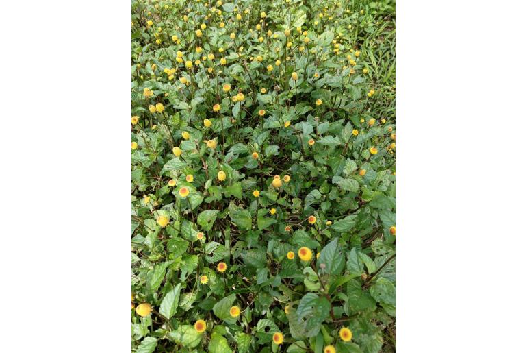 Acmella oleracea -22764