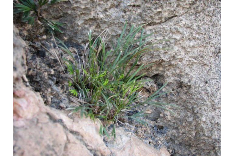 Actiniopteris semiflabellata -22982