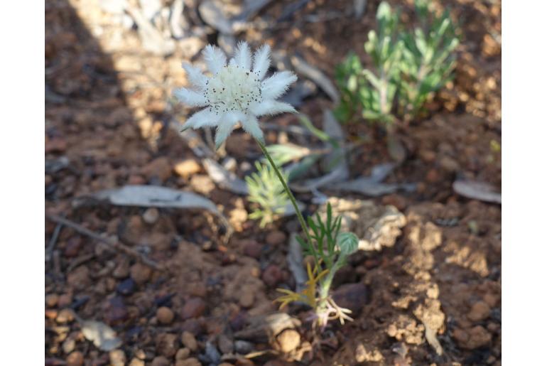 Actinotus leucocephalus -22538