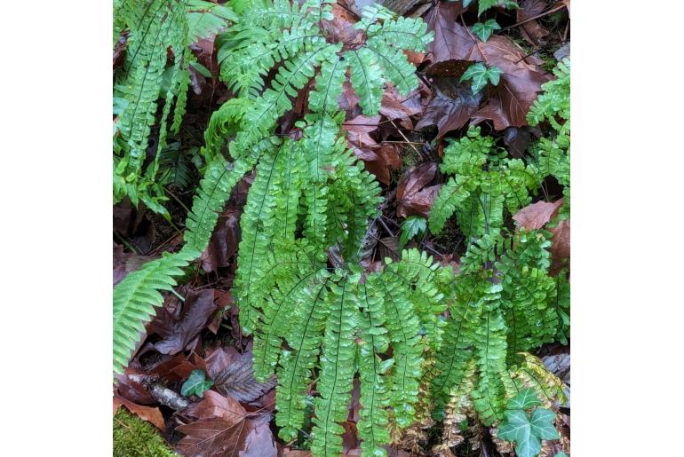 Adiantum aleuticum -22634