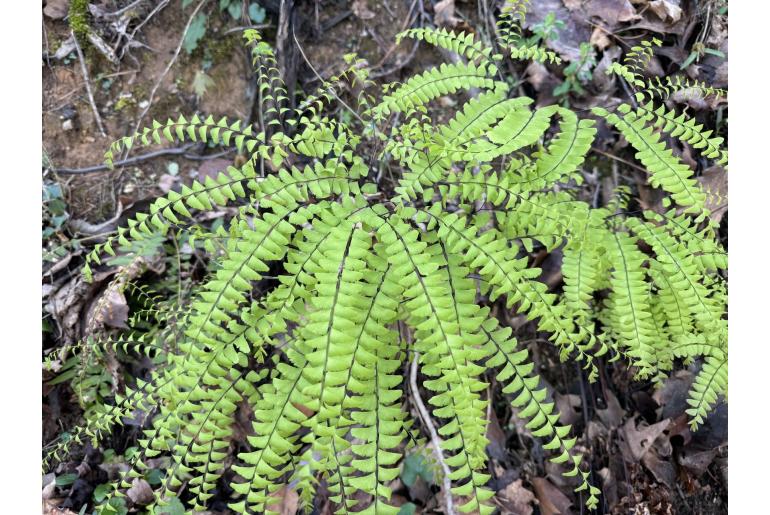 Adiantum pedatum -22421