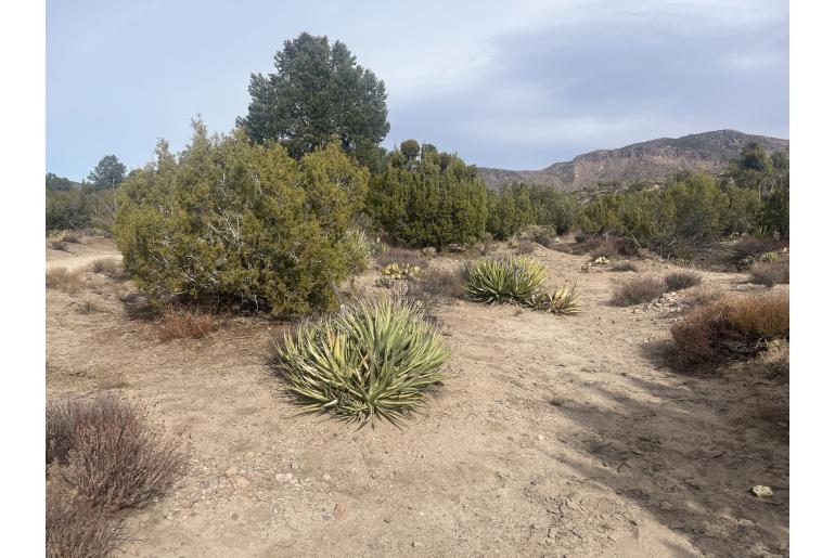 Agave pringlei -22899