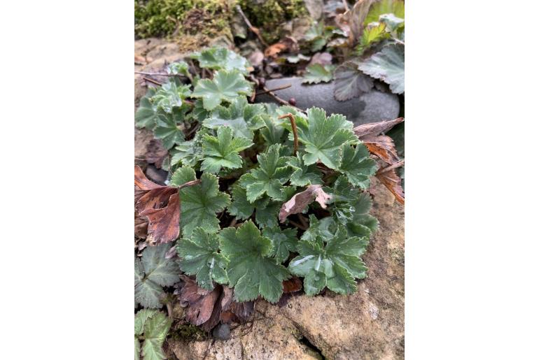 Alchemilla erythropoda Alchemilla erythropoda -22030