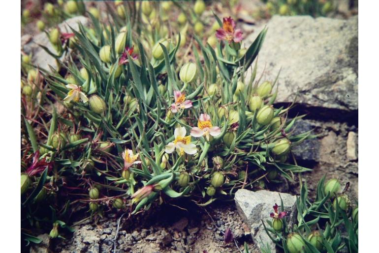 Alstroemeria graminea -22643