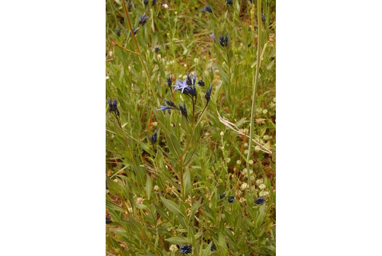 Amsonia orientalis Amsonia orientalis -22033