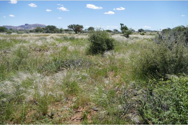 Tapijtbloem Tapijtbloem