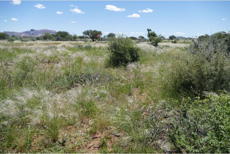 Aptosimum lineare Aptosimum lineare -22552