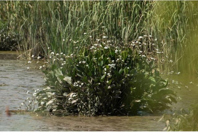 Grootbloem waterweegbree