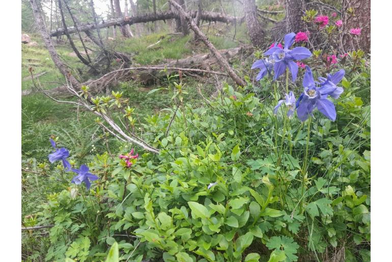 Aquilegia alpina Aquilegia alpina -22044