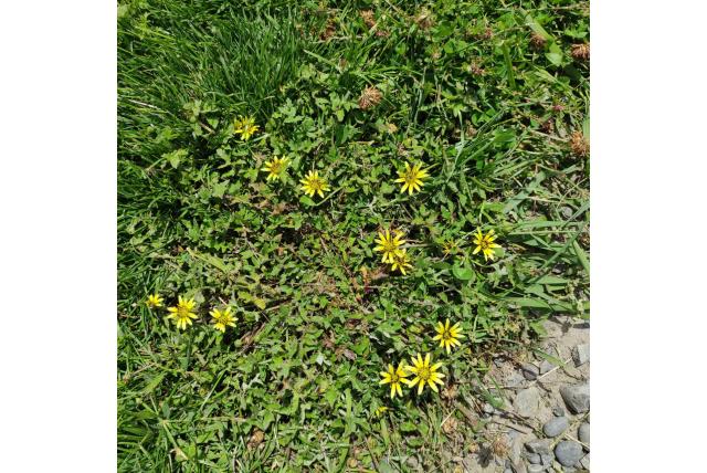 Afrikaanse goudsbloem