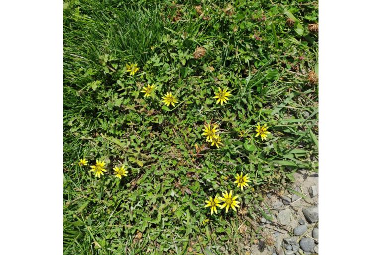 Arctotheca calendula -22445