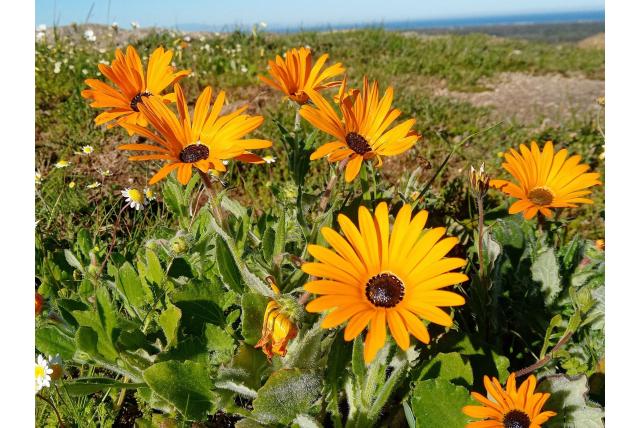 Namaqua goudsbloem