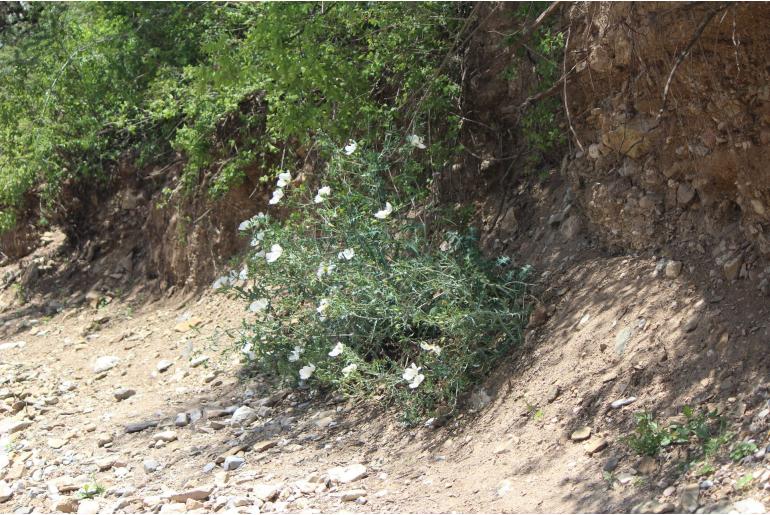 Argemone grandiflora -22793