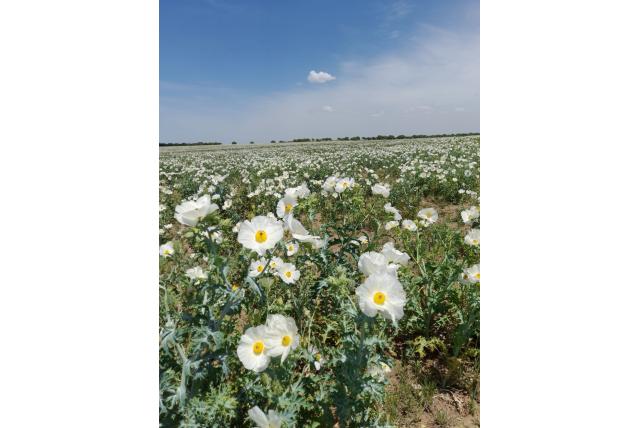 Heilige distel
