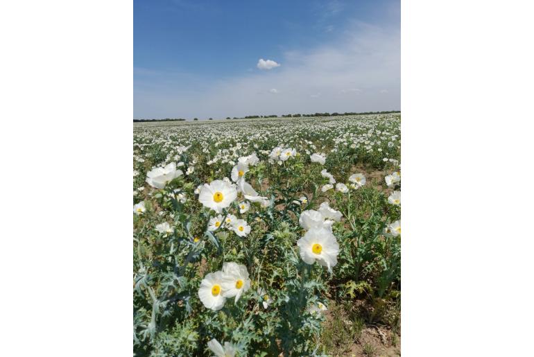 Argemone hunnemannii -22635