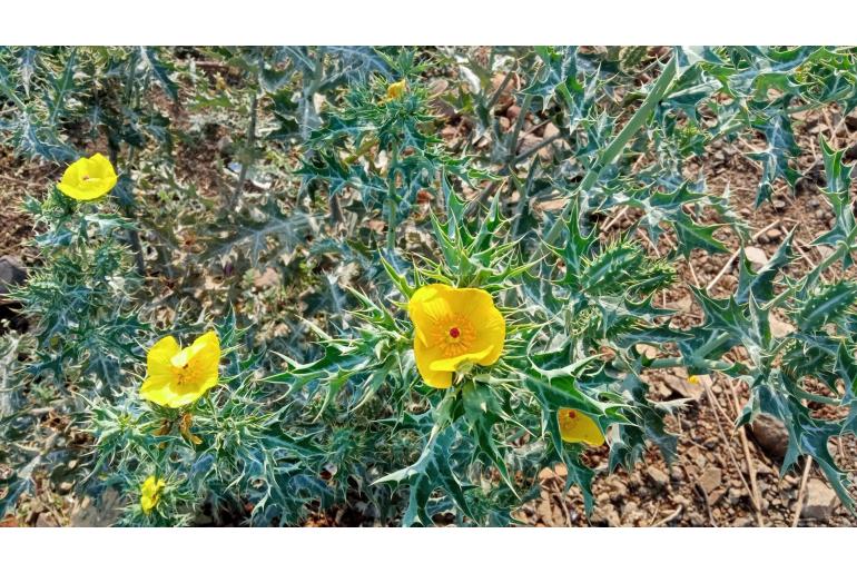 Argemone mexicana -22781