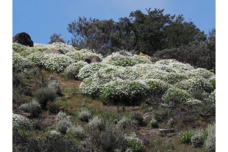 Argyranthemum adauctum ssp canariense Argyranthemum adauctum ssp canariense -23017