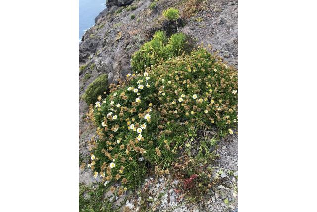 Canarische struikmargriet