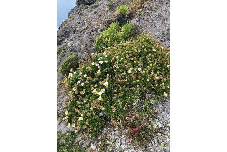 Argyranthemum frutescens ssp canariae Argyranthemum frutescens ssp canariae -23089
