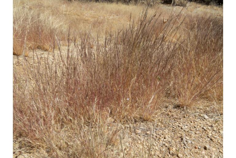 Aristida adscensionis -22691