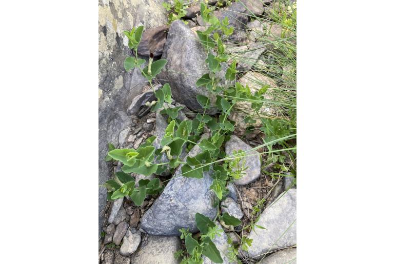 Aristolochia paucinervis Aristolochia paucinervis -23124