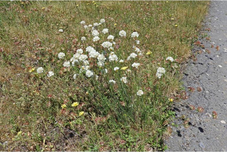 Armeria canescens Armeria canescens -22969