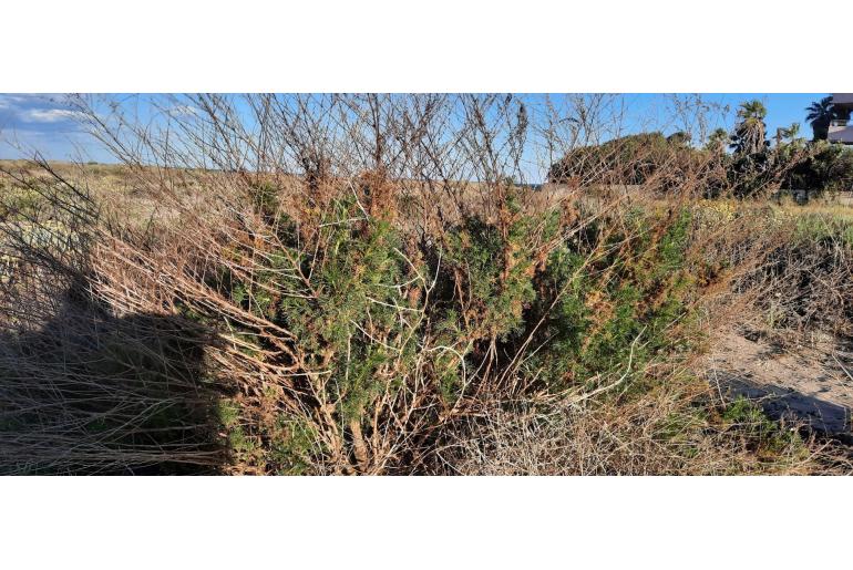 Artemisia campestris Artemisia campestris -22661