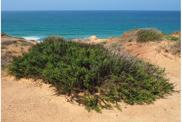 Eenzadige alsem Eenzadige alsem