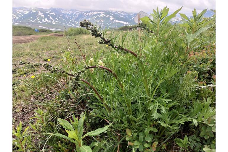 Artemisia norvegica ssp saxatilis -22730