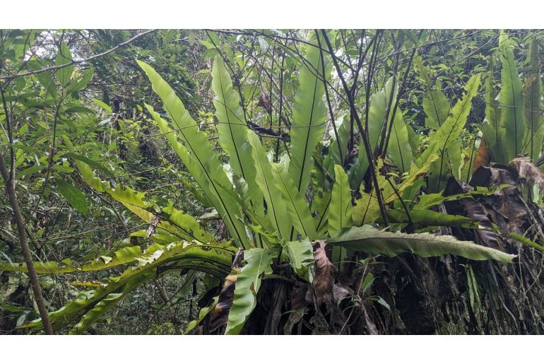 Asplenium antiquum -22931