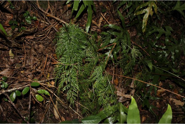 Asplenium daucifolium -22956