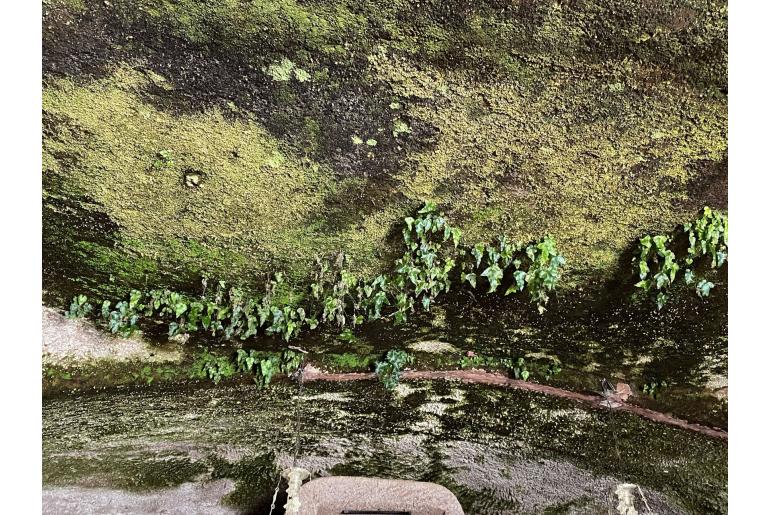 Asplenium hemionitis -22937