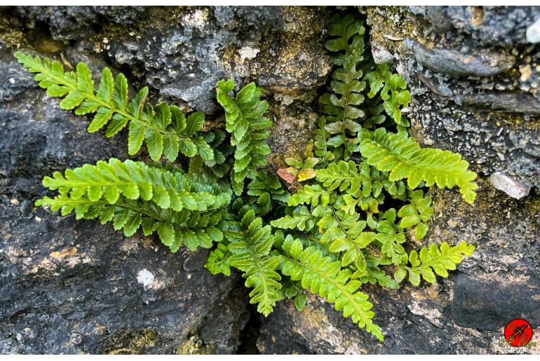 Asplenium marinum -22890