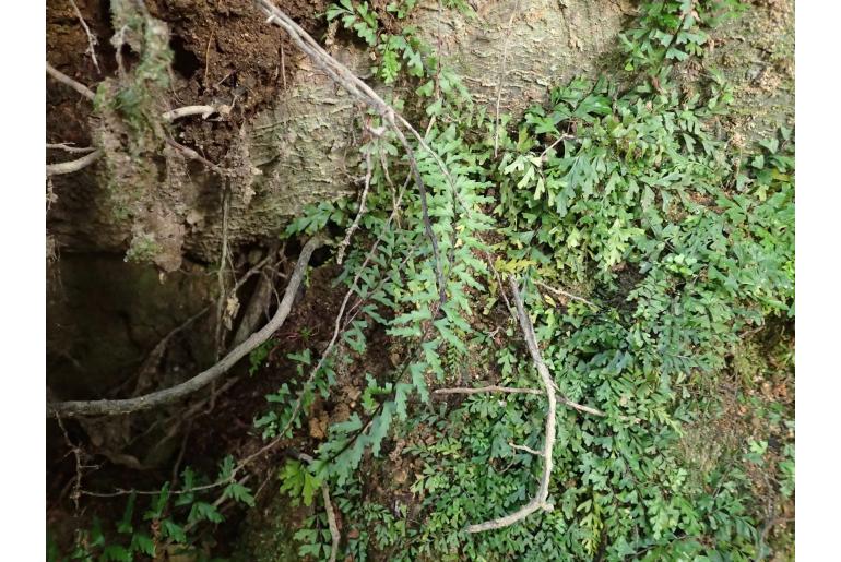 Asplenium oligophlebium -23015