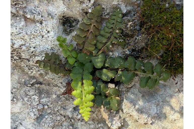 Asplenium petrarchae -22960