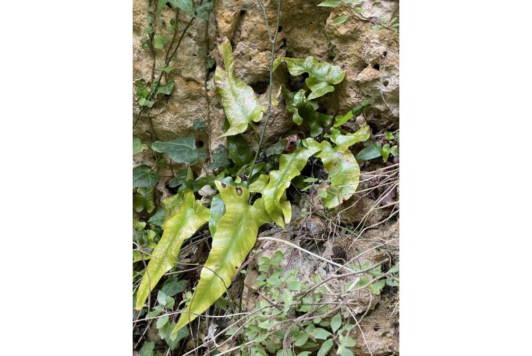 Asplenium sagittatum -22938