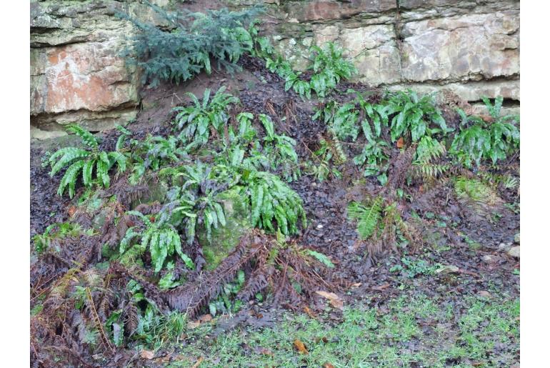 Asplenium scolopendrium -22058