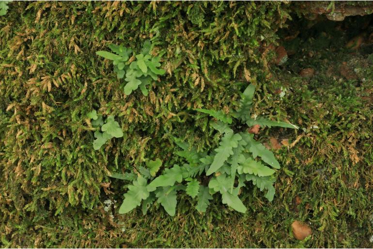 Asplenium tutwilerae -22955