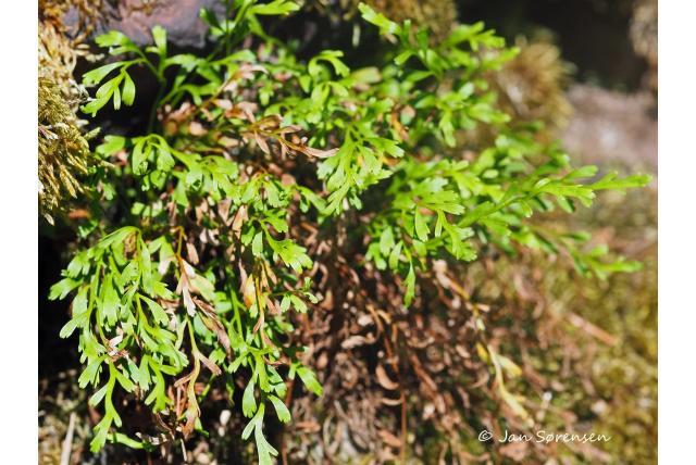 Streepvaren met alternatieve bladeren Streepvaren met alternatieve bladeren