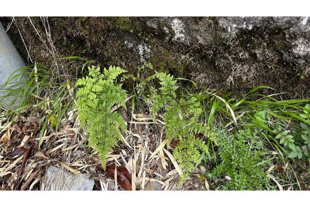 Atkinson's wijfjesvaren Atkinson's wijfjesvaren