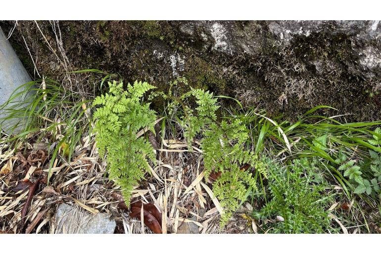 Athyrium atkinsonii -22980