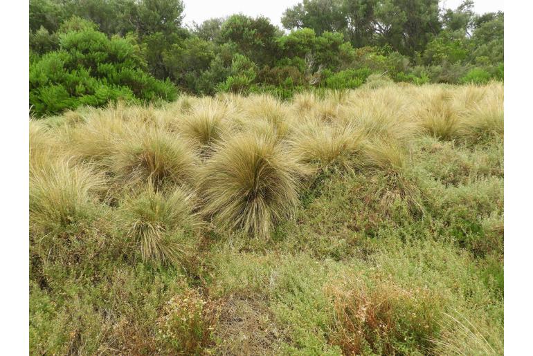 Austrostipa stipoides -22584