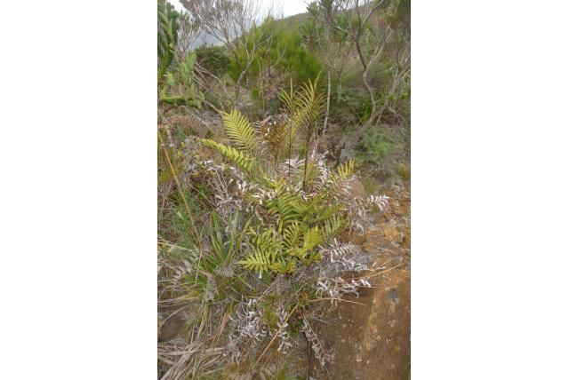 Roze palmbladvaren Roze palmbladvaren