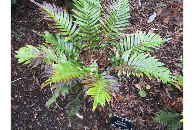 Straat van Magellan lomariocycas