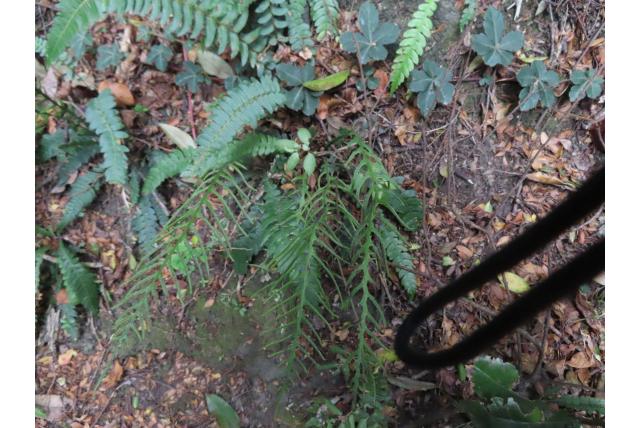 Lechler's austroblechnum Lechler's austroblechnum