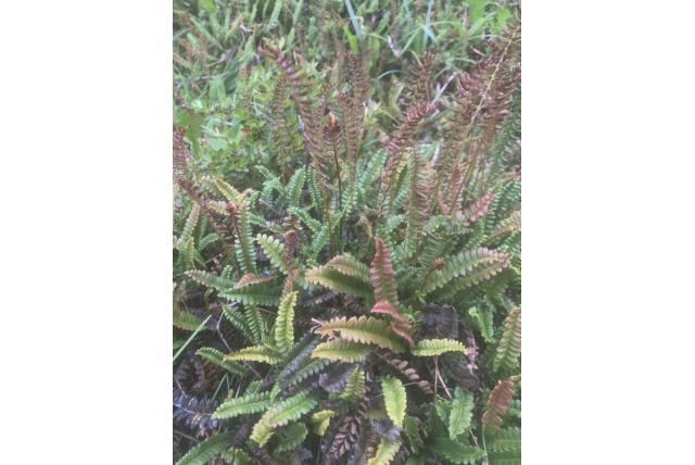 Dwerg austroblechnum