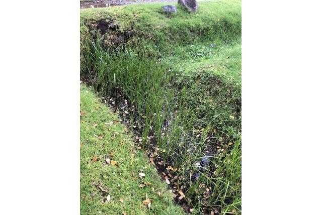 Moeras riet